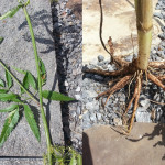 This Water Hemlock (above) looks similar to the harmless Water Parsnip, but it doesn’t take much of the leaves and only one tuber to kill a grazing animal.