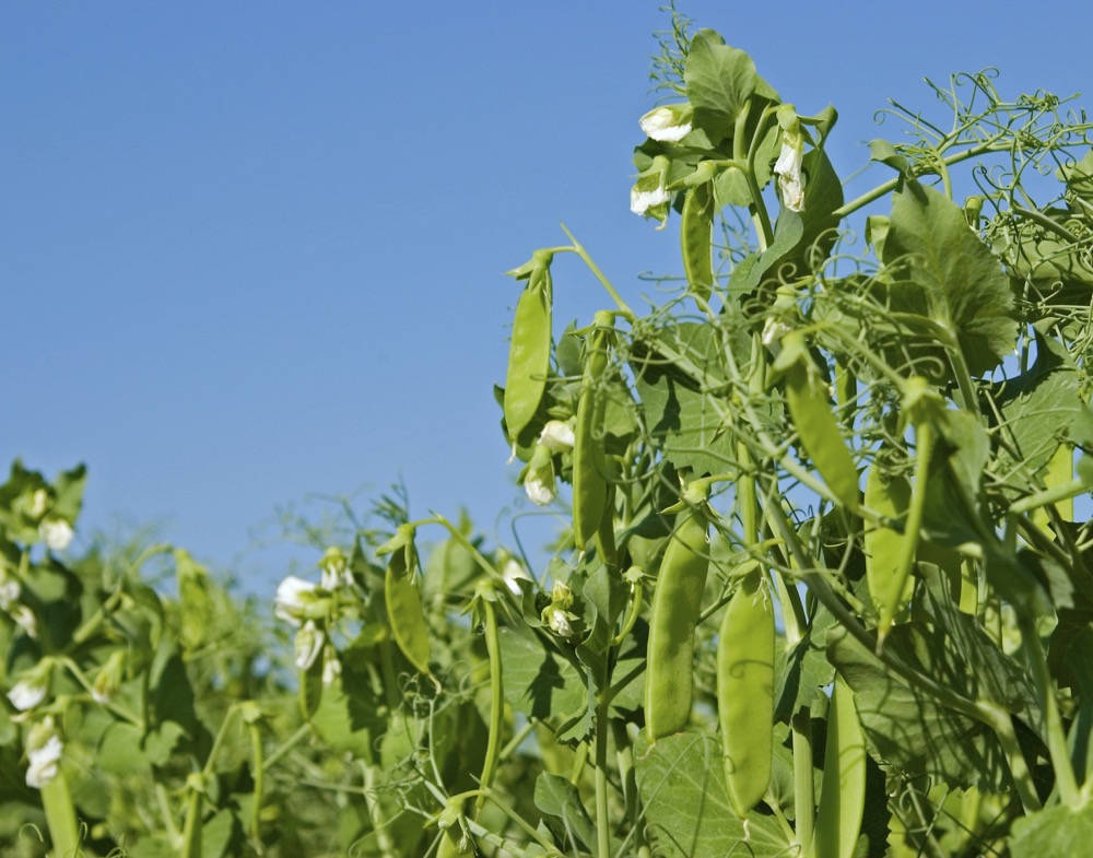 field peas