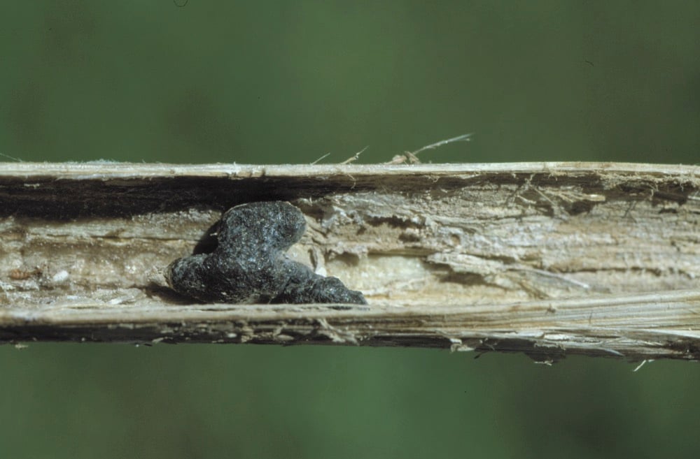 Sclerotinia infection in a canola stem.
