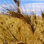 durum wheat