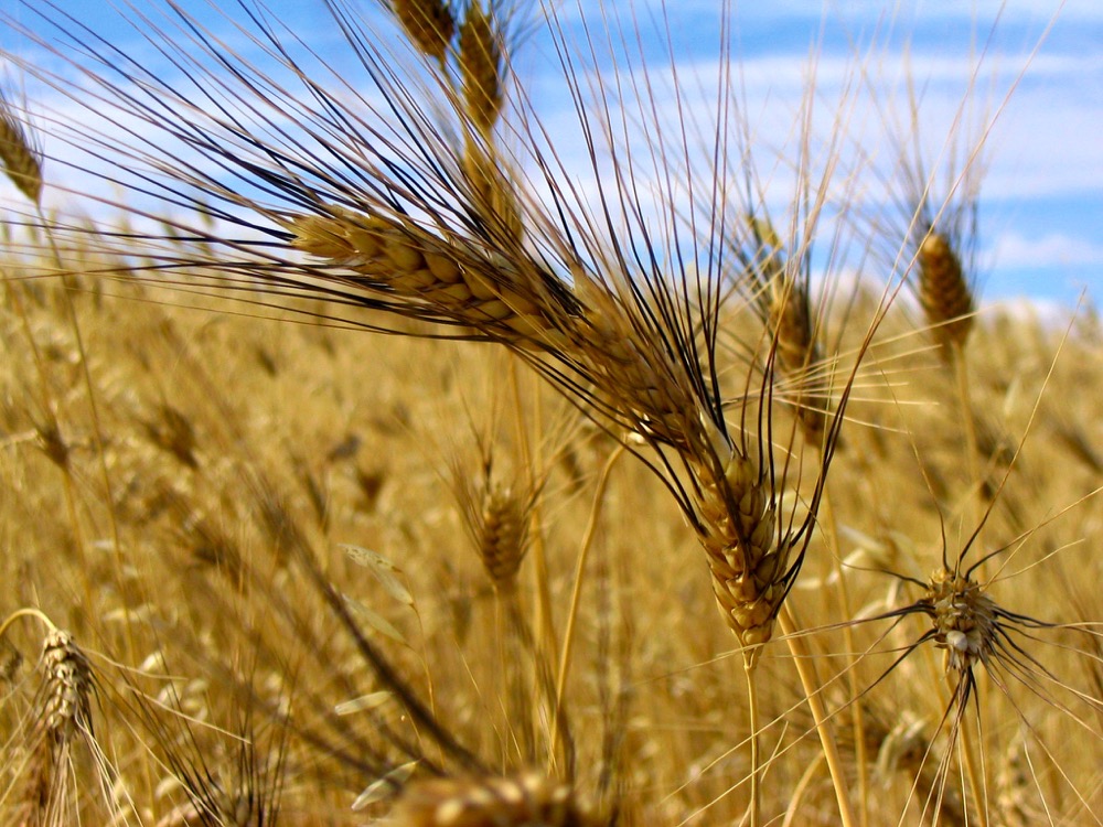 durum wheat