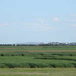 Research plots at Southern Farming System’s Inverleigh location.