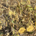 With 1.3 million acres of soybeans in Manitoba it has not only become an important cash crop, but it can also be processed as an excellent protein source helping dairy cattle produce more milk.