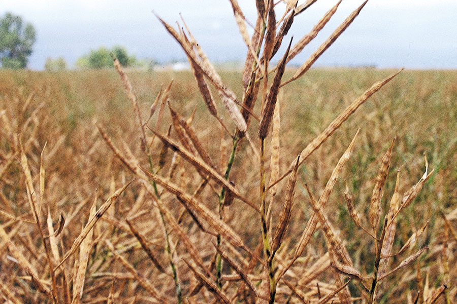 Canola straight cutting on the rise