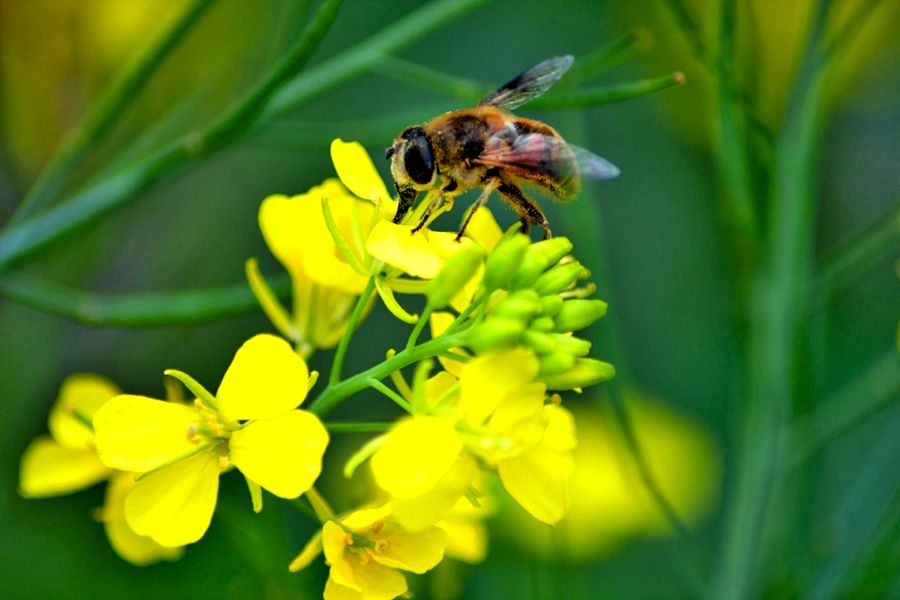 bee on canola flower