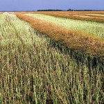 Lack of rain sees harvest progress smoothly, many areas see frost