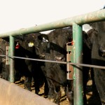 Feedlots looking at negative margins this fall