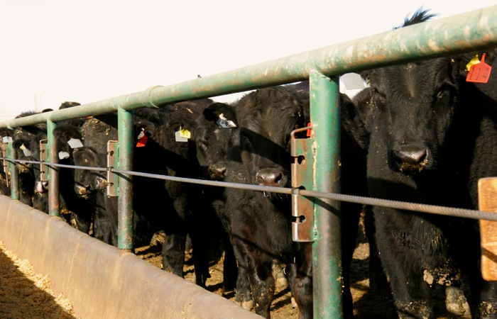 Feedlots looking at negative margins this fall