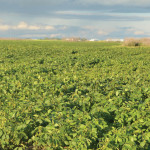 Like the soybeans in this photo, most of the new varieties hitting the market for 2015 have the RR2 gene.