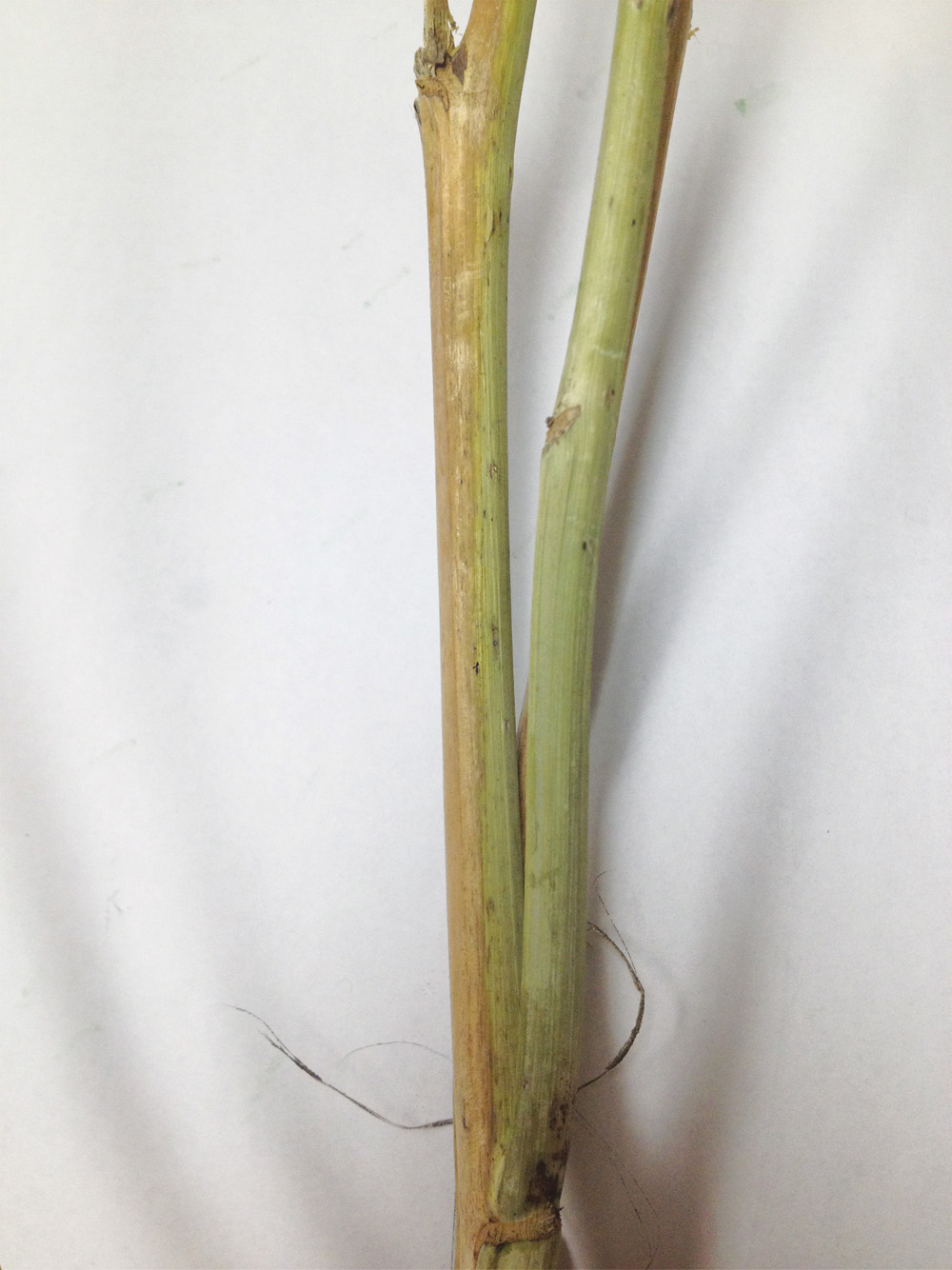 Although it will still appear green, once infected, the stem of the plant will have a vertical yellow or brown band extending up its side.