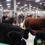A bovine aims the hairy eyeball at the farm paparazzi while exhibitors prep cattle behind it.