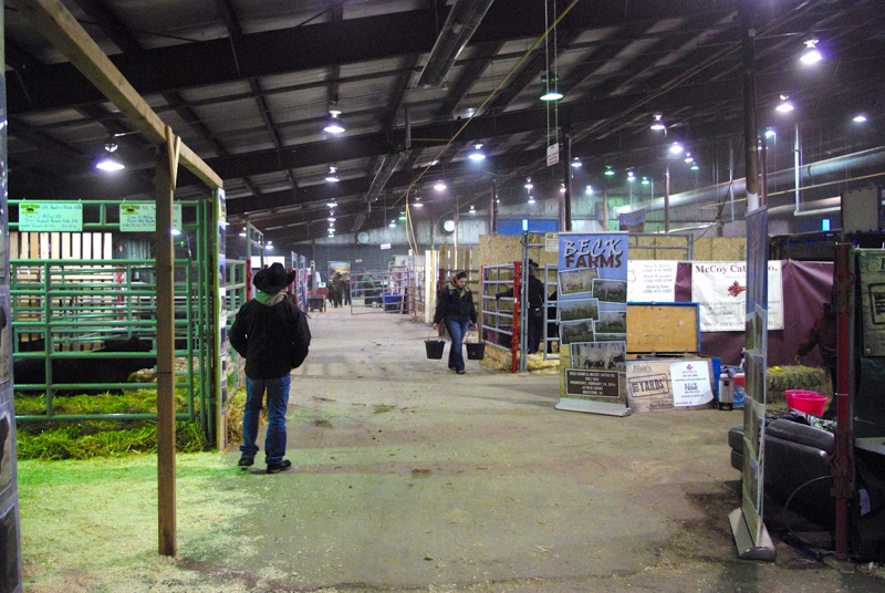 The commercial cattle area in the Stock Exchange was relatively quiet on Thursday morning.