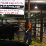 Barb Airey, manager of Quality Black Angus Cattle, hard at work in the Stock Exchange, where the commercial cattle were on display.