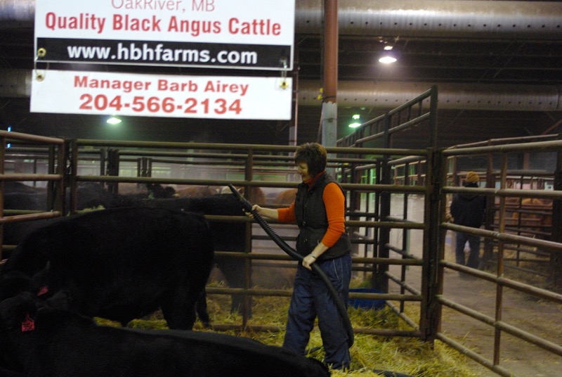 Barb Airey, manager of Quality Black Angus Cattle, hard at work in the Stock Exchange, where the commercial cattle were on display.