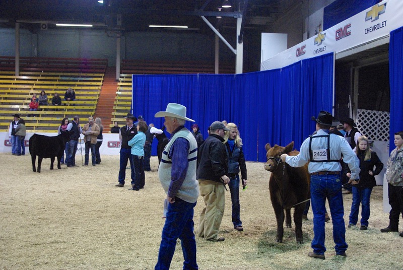 Exhibitors waiting their turns in the show ring.