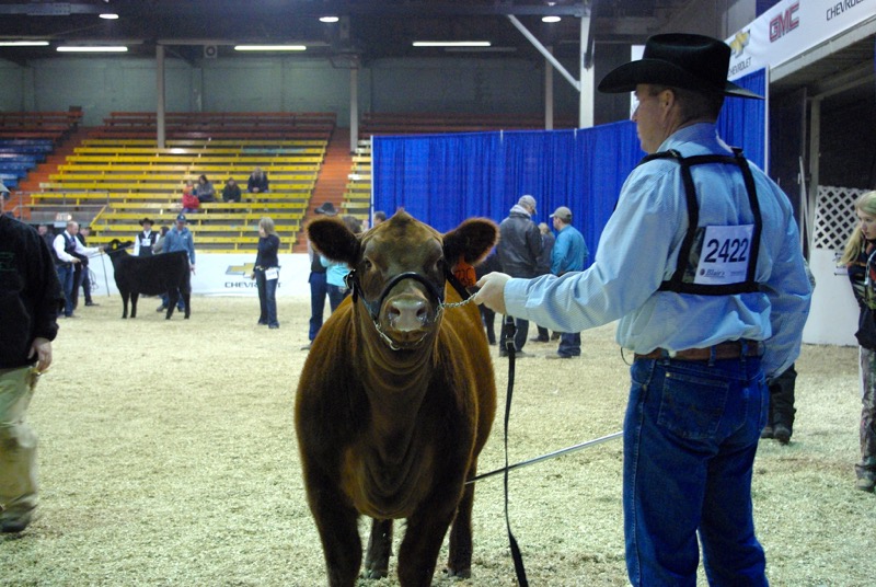 A bovine gives Lisa Guenther a penetrating look as it waits to enter the ring for the Red Angus show.