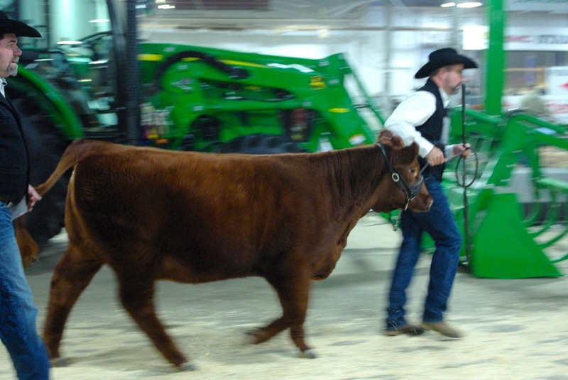 A heifer trucks along with her handler as towards the show ring.