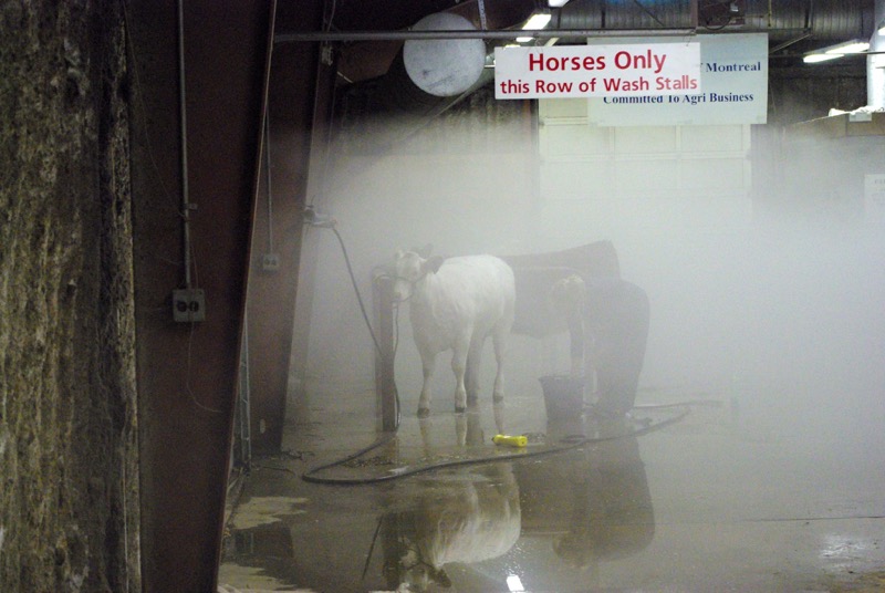 An exhibitor washes her heifer (I think) at Canadian Western Agribition on Thursday morning. The day was jam-packed with cattle shows and sales.