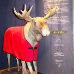 Väderstad, parent company of Saskatchewan-based Seed Hawk, held a selfie competition. Visitors could take their picture beside the moose and enter it to compete for a prize.