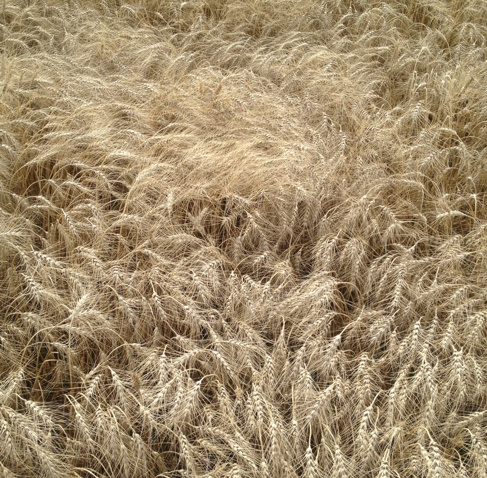 It was a solid agronomic program that helped produce this 137 bu./ac. CPS crop on Thompson Family Farms in west central Alberta.