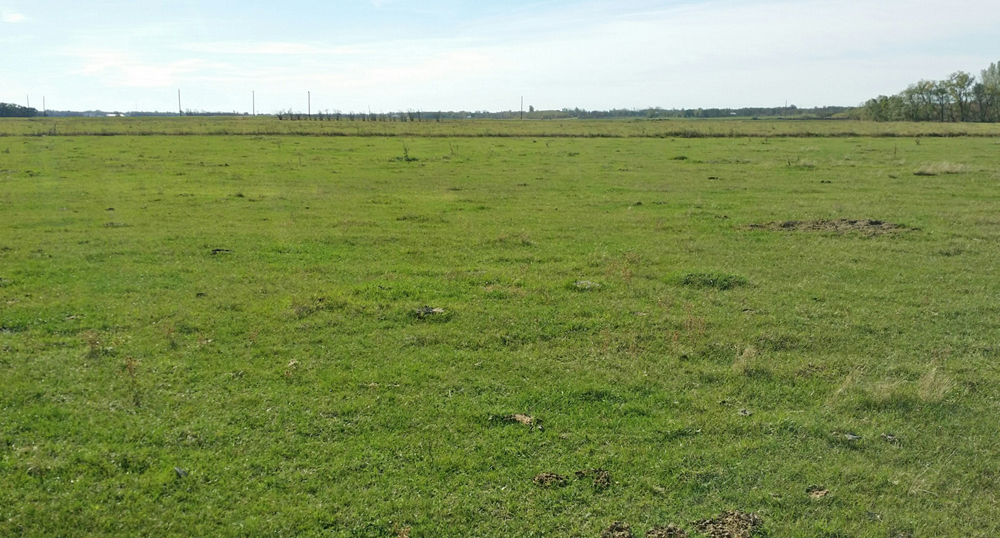 The 40-acre section hadn’t been broken at all before I started.