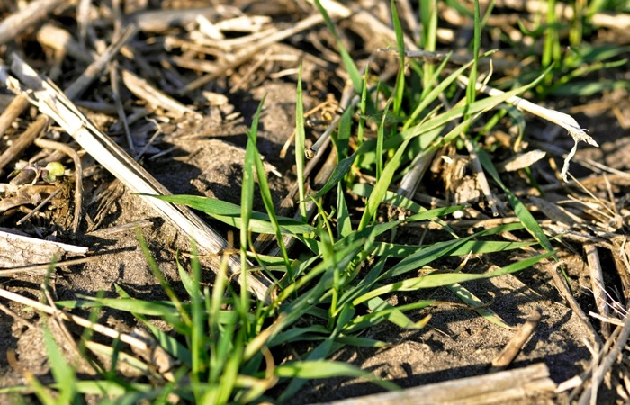 Profiting from winter wheat