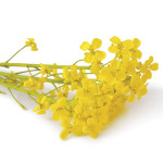The Canola 100 challenge is achievable