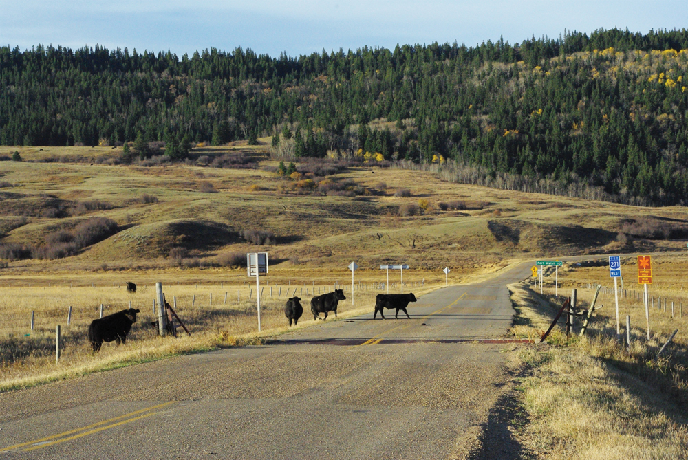 Cattle crossing the road that leads to Fort Walsh.