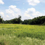 A pasture infested with leafy spurge. This perennial weed spreads quickly and crowds out native vegetation.