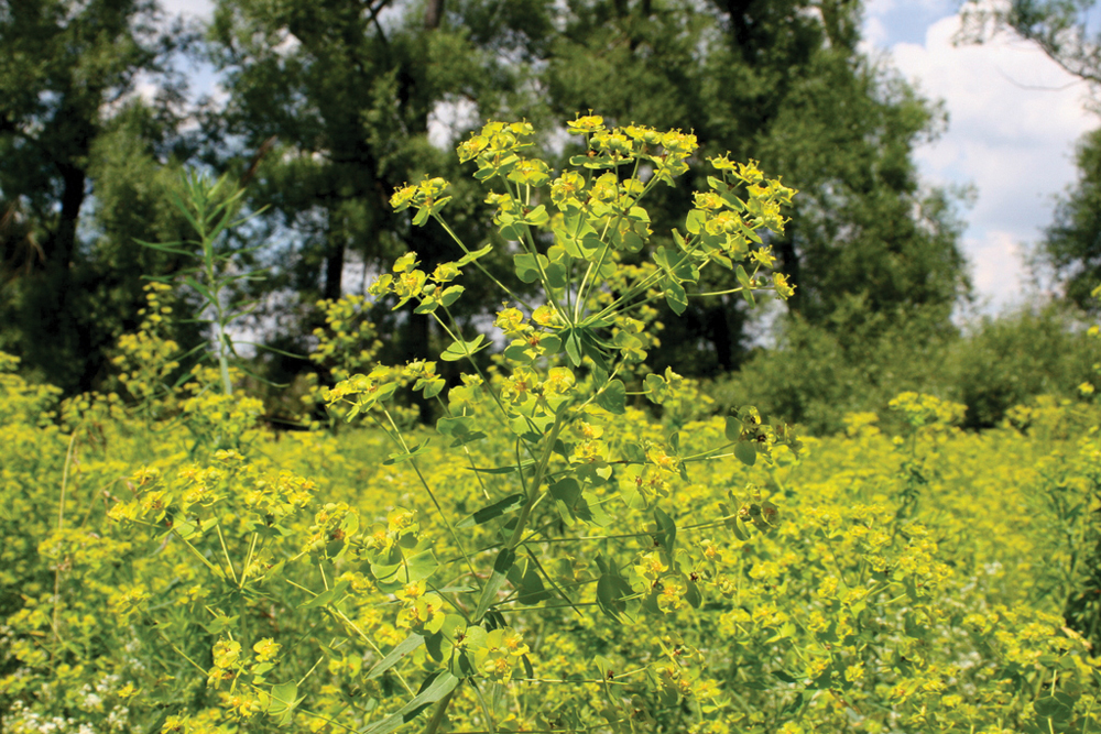 Leafy spurge in flower. Leafy spurge spreads by seed and an extensive root system.