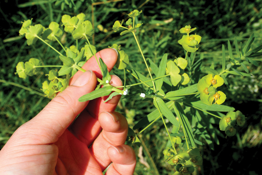 Leafy spurge stems contain a milky sap, which may cause scours and mouth blistering in horses and cows.