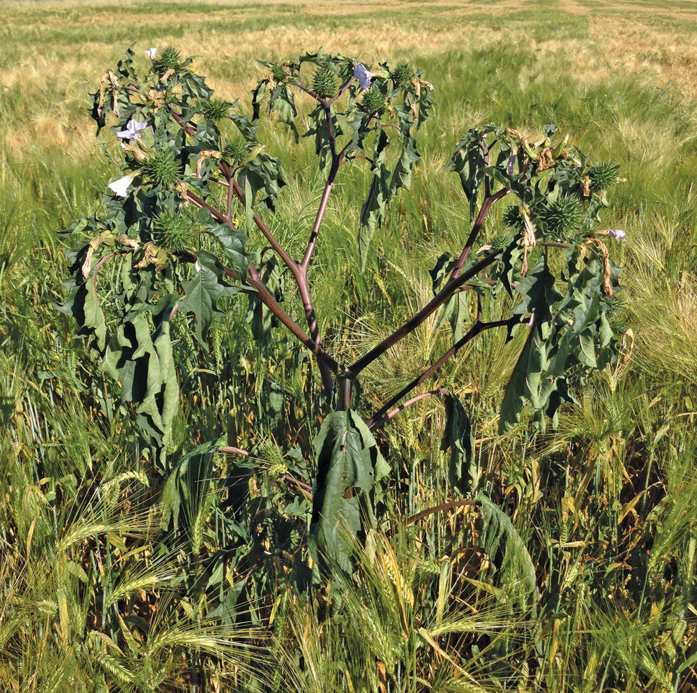 A routine application of broadleaf herbicide will control the plant.