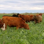 These yearlings, working on their third pass this grazing season through this paddock of brassica, legume and grass forage blend appeared to find all the forage types very palatable.