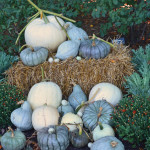White and blue are just two of the new modern pumpkin colours. Who knew?