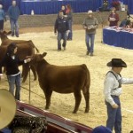 VIDEO: Behind the scenes at Canadian Western Agribition
