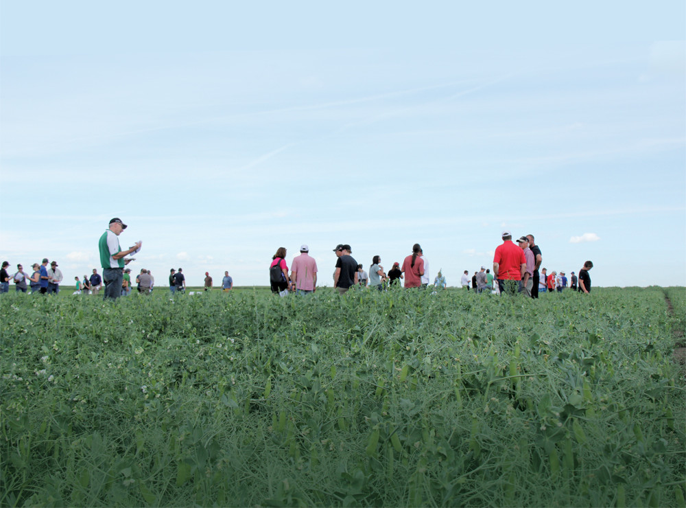 Farmers check out pea plots during the Western Applied Research Corporation’s annual field day at Scott, Sask. Weed control is a perennial problem for pea producers.