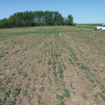 On June 8, 2015, the best of the canola crop didn’t look great. I have no pictures of the worst. That was just a lot of bare ground. Who wants a picture of bare ground?