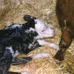 This newborn calf appears to be bright and alert and soon ready to try nursing.