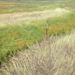 Seeding wet areas late