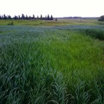 Many wheat plants in Rodney’s field had turned pale green. The colouration wasn’t consistent throughout the fields and a regular pattern was evident.