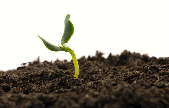 seedling emerging from soil