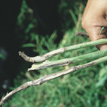 A race against evolving blackleg