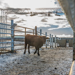 These overhead ultra-high frequency transponders can read tags as cattle pass by.