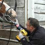 And the man even makes house calls — this is Greg Evans, chief veterinarian for the Calgary Stampede, applying his equine dental skills to one of the horses at the Calgary Stampede Ranch near Hanna, Alberta. The horses who are trained to be bucking broncs and other competitors receive excellent and regular animal health care. Evans may not make it in human dentistry field, but his patients at the ranch didn’t voice any complaints.