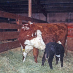 It’s important for baby calves to be up and nursing within an hour or two.