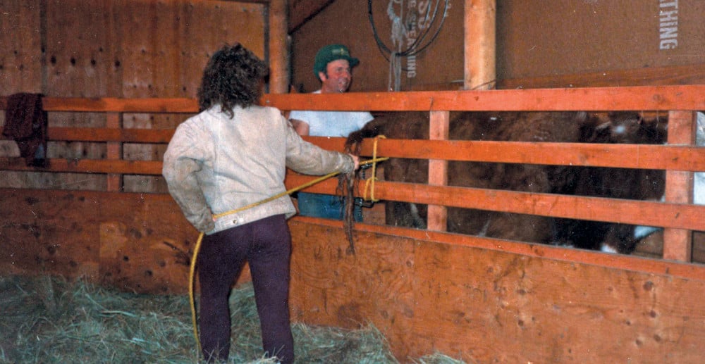 When assisting cows and heifers at calving, make sure they are properly restrained.