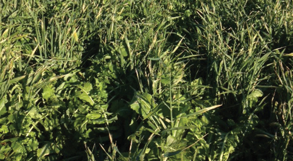 The cover crop in this field is a mix of tillage radish, barley, crimson clover, hairy vetch, RootMax annual ryegrass and hybrid grazing brassica.