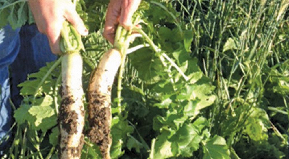 The cover crop in this field is a mix of tillage radish, barley, crimson clover, hairy vetch, RootMax annual ryegrass and hybrid grazing brassica.