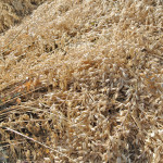 Swathed oats can be threshed as soon as they reach the correct moisture level. Left too long in the field and they may weather and lose quality.