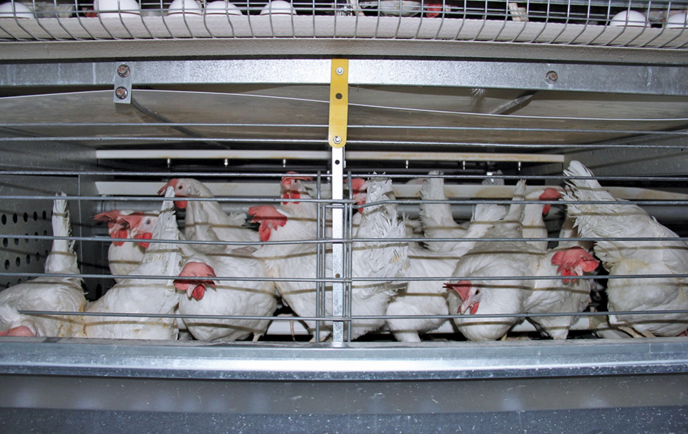 Although the size of the enriched or furnished cage laying systems can vary chickens have at least twice as much space compared to battery systems, plus other amenities.